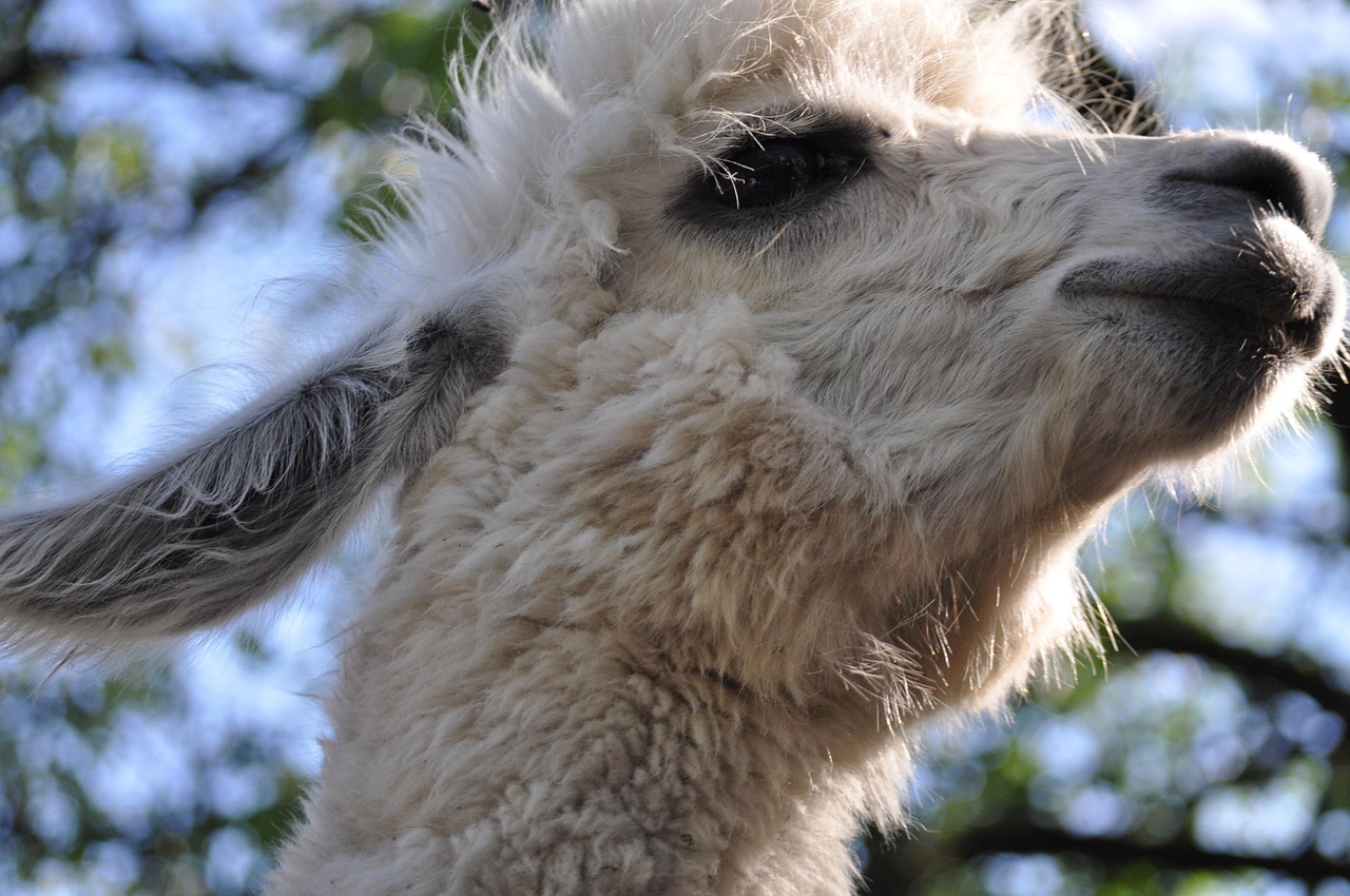 少年西游记辅助- 龙湾区注册代理记账管理