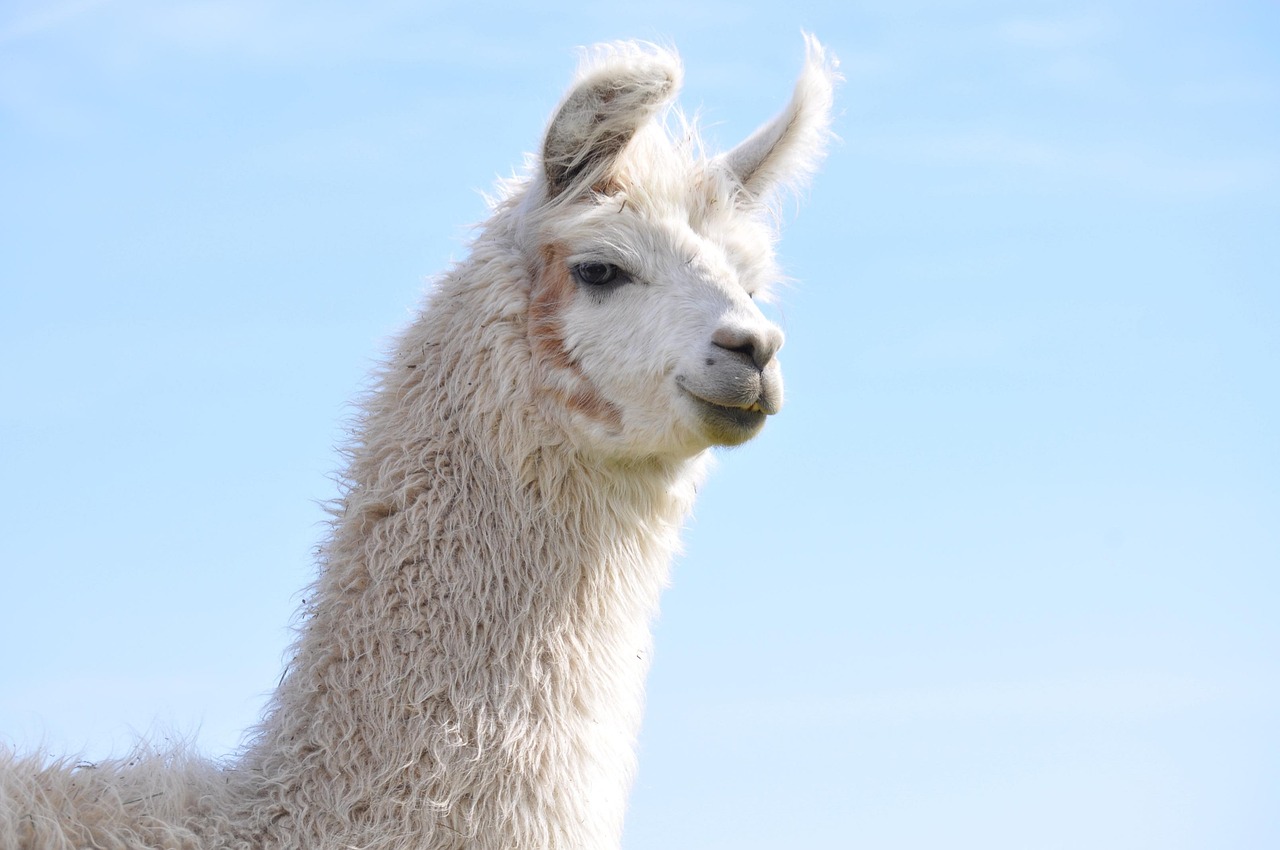 西部数码实名账号：荆门在线app详情下载教程