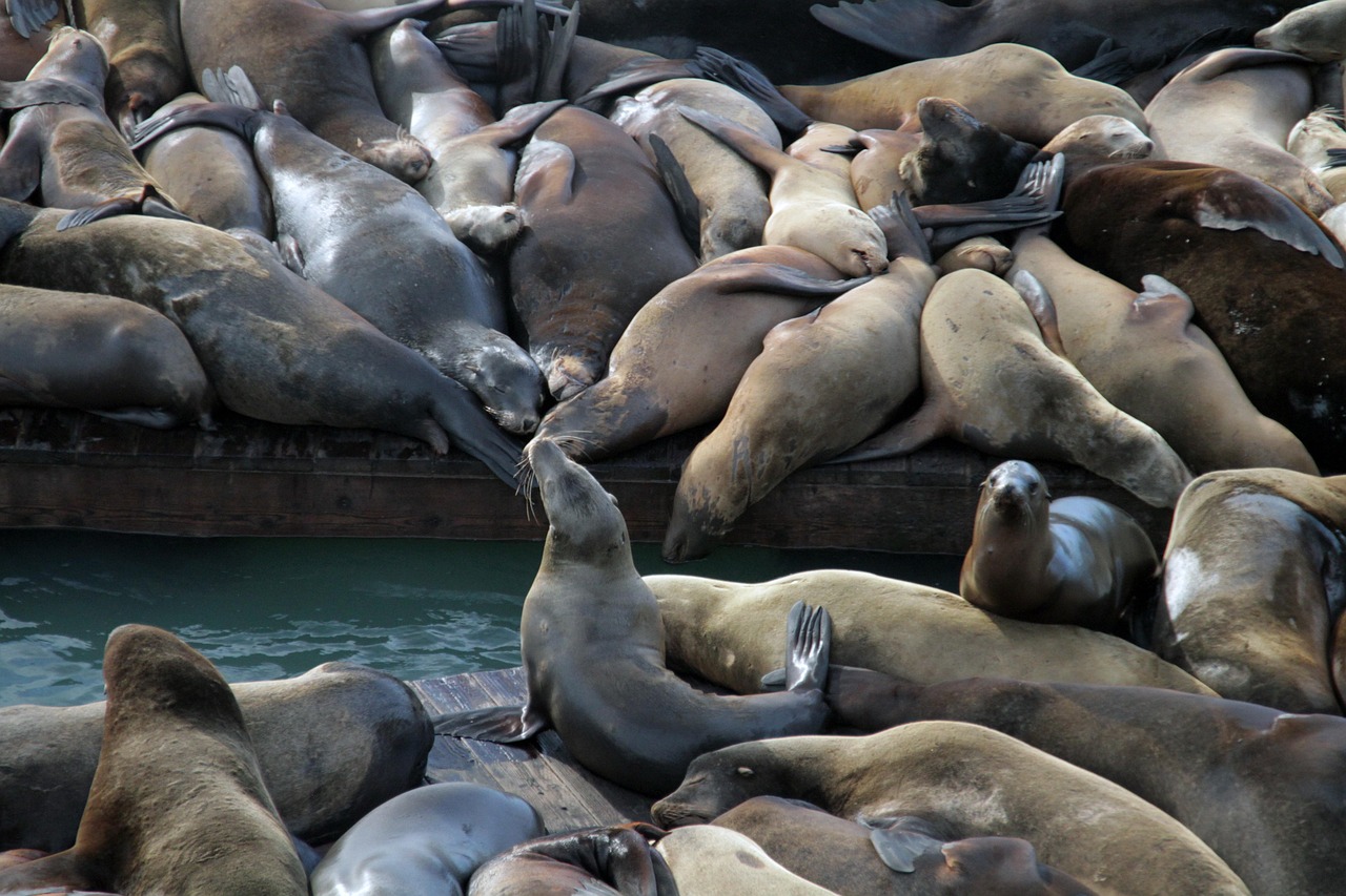 在线DDOS压力测试网页端|苹果的小飞机怎么注册账号